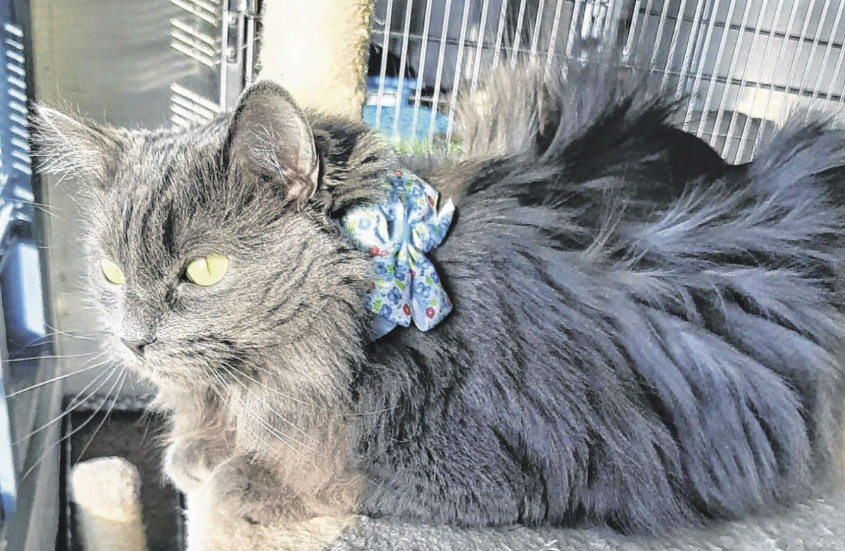 Duchess is one of three cats needing homes after their elderly owner could no longer care for them. To meet her, call the Humane Society of Jackson County at 812-522-5200. Submitted photo