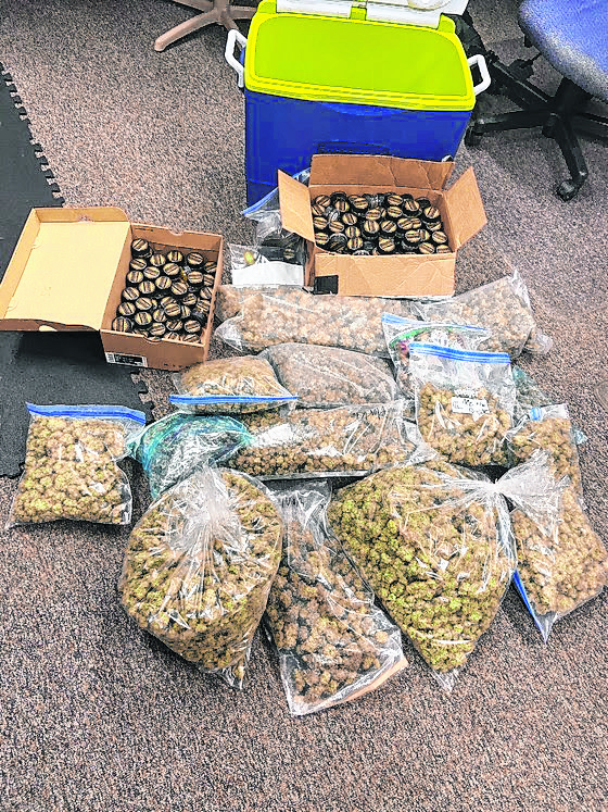 More than 11 pounds of marijuana was discovered during a traffic stop on Sunday night on Interstate 65 at Seymour.