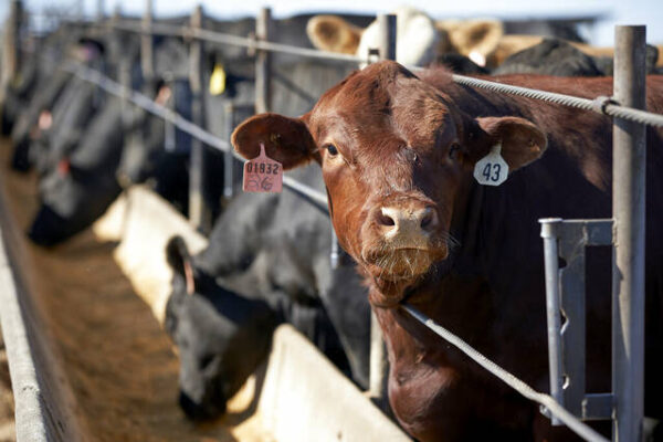 Purdue Extension offering beef basics sessions