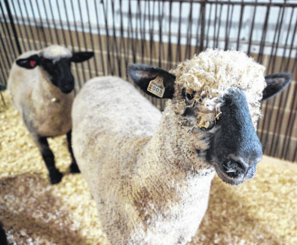Sheep shearing school set at Purdue