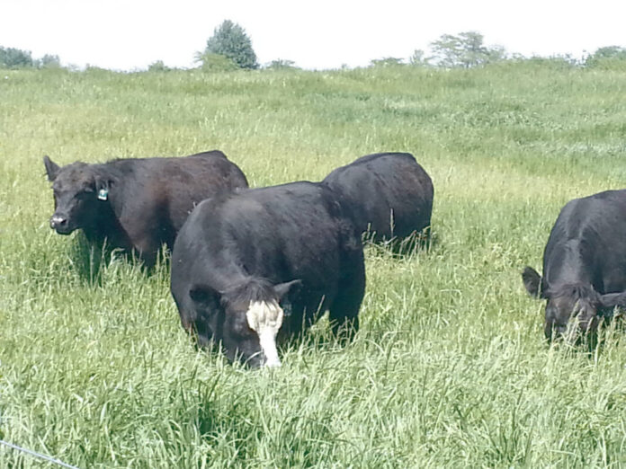 American Angus Association