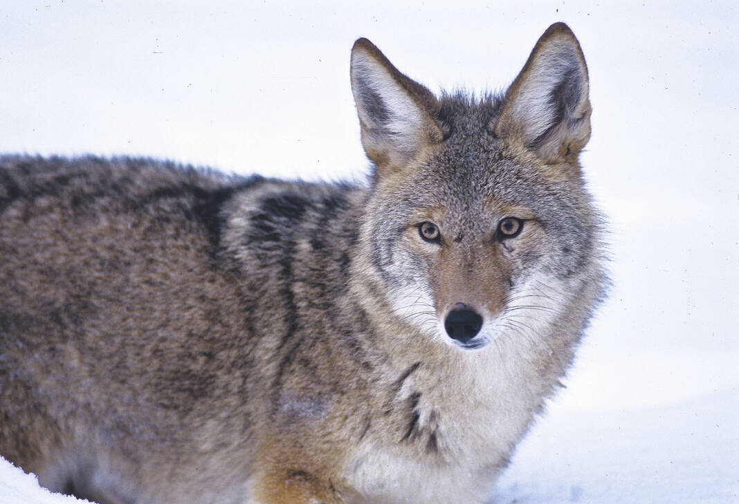 Increase In Coyote Sightings Across Jackson County Seymour Tribune 