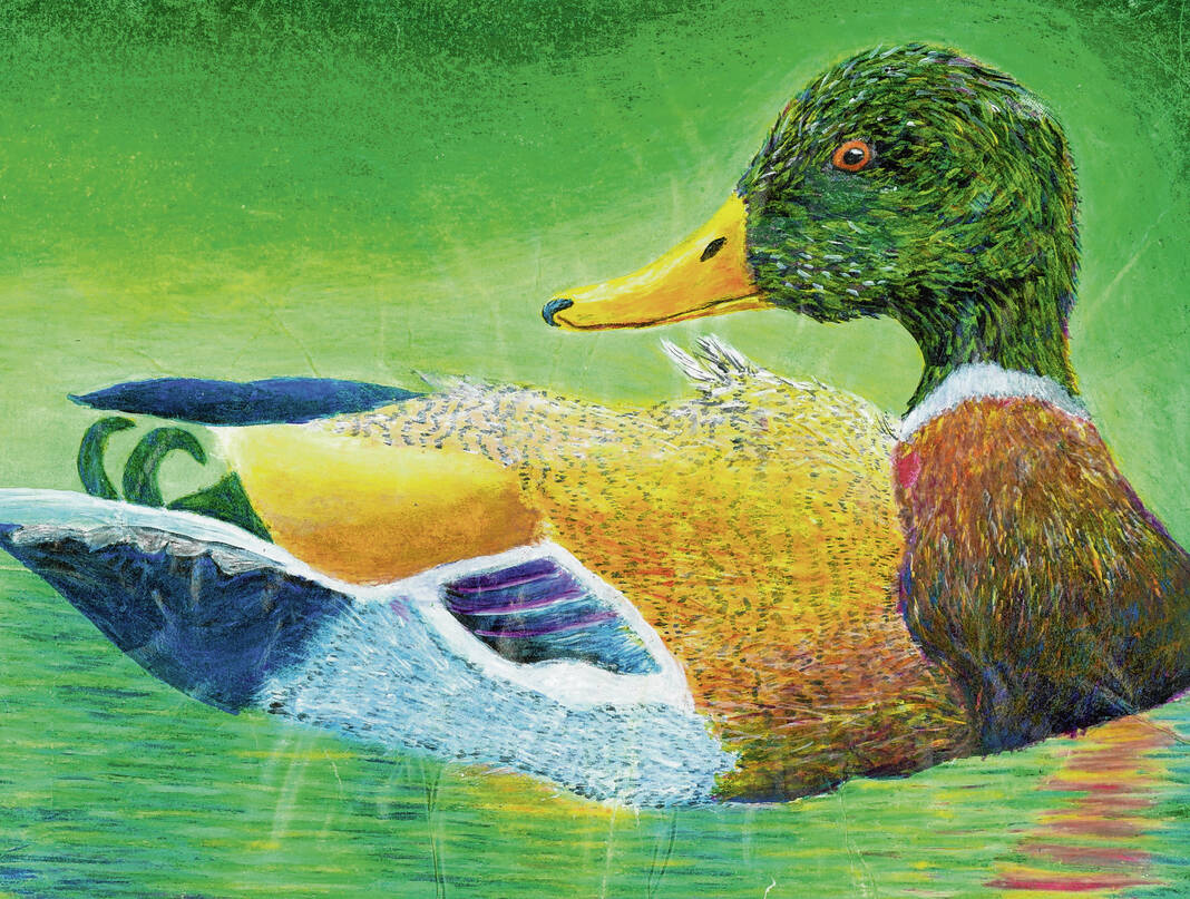 Duck stamp winners announced Seymour Tribune